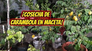 ¡Cosecha de CARAMBOLA EN MACETA [upl. by Aman]