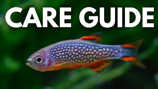 How to Care For Celestial Pearl Danios BEGINNER GUIDE [upl. by Gothard826]