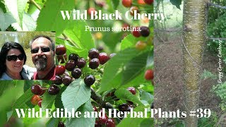 Wild Black Cherry prunus serotina [upl. by Ajaj571]