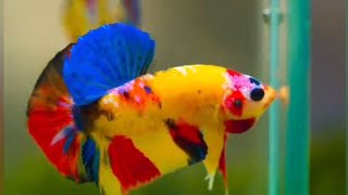 Koi betta fishs  Betta fish tank  Beautiful Betta Fish Tank Tour [upl. by Fortunia]