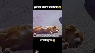 Kutte ne sharab Pi liya😱 dog amazingfacts factsinhindi humanity animals [upl. by Bronson]