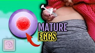 How to mature your eggs for IVF [upl. by Airpal]