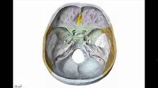 osteología del craneo parte n°3 hueso esfenoides [upl. by Chad162]