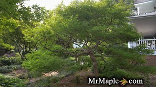 GERMAINE’S GYRATION JAPANESE MAPLE  JAPANESE MAPLES EPISODE 27 [upl. by Codd]