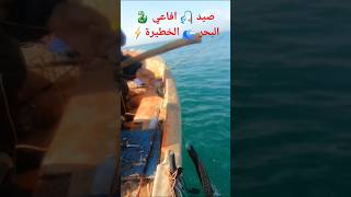 صيد افاعي البحر السامة maroc pêche [upl. by Calmas757]