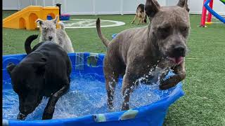 DogsWorld Canine Resort  A World of Fun for Dogs [upl. by Lindly]