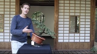 Bonsai basics how to grow a Bonsai tree [upl. by Yentihw]