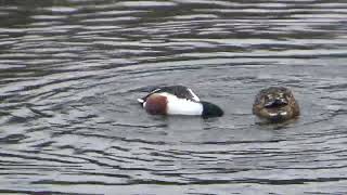 Northern Shoveler Ducks UK Wildlife [upl. by Klehm]