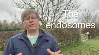 Understanding Endosomes The Cells Sorting House  Quick Science Explanation [upl. by Pritchard]