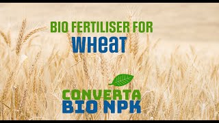 Bio Fertiliser boot wheat yield and protein content [upl. by Nyrb]