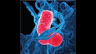 Klebsiella pneumoniae [upl. by Ayahsal]