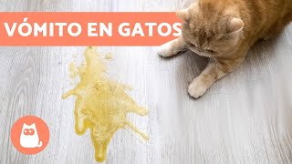 ¿Por qué mi GATO VOMITA  8 CAUSAS más comunes [upl. by Richarda]