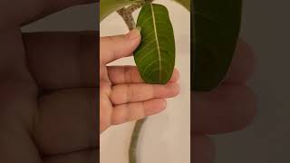 Adenium Multiflorum  Seed grown  Habitat seeds video youtubeshorts trending [upl. by Eelaroc]