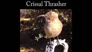 Crissal Thrasher [upl. by Isak]