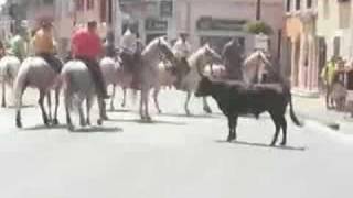 Bull Running in St Gilles Provence [upl. by Ellitnahc87]