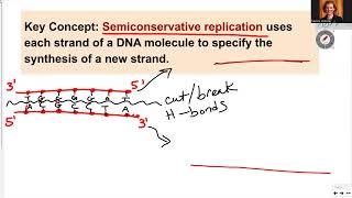 181 Ch14 DNA semiconservative replication [upl. by Fantasia]