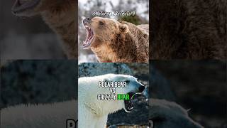 Polar Bears vs Grizzly Bears [upl. by Oivat]