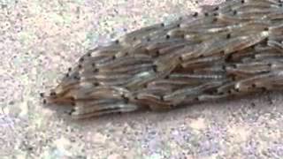 Fungus gnat larvae snake crossing the sidewalk [upl. by Bully]