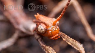 Australian Walking Stick Insects Are Three Times Weirder Than You Think  Deep Look [upl. by Anerahs]