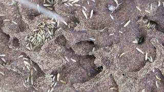 Termites nest  Τερμίτες  Cyprus [upl. by Ahsennod951]