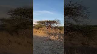 MAASAI WARRIORS LEARNING TO AIM duet samburu fypシ゚viral fypシ゚ fypシ゚ viralvideo [upl. by Ahsieyn]