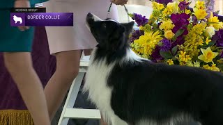 Border Collies  Breed Judging 2023 [upl. by Scutt]