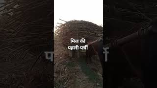 Mil ki phali parchi  pedi ganna 0238 ki phali bogi  मिल की पहली पर्ची  subscribe channel [upl. by Thetis]