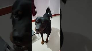 Chowkidar shortvideos pets comedyshorts india funnyvideos funny [upl. by Aicre865]