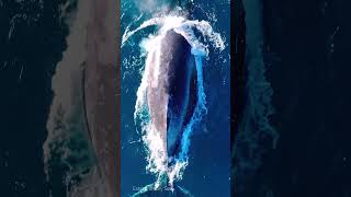 I EXTRAORDINARY I Echoes of the Sea Understanding Whale Songs and Behavior shortvideo whale sea [upl. by Fillbert]