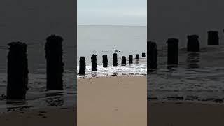 Seagull on post in Sea with BBC seagull nearby beautiful [upl. by Atinaej]