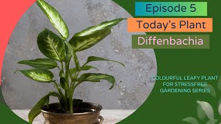 Everything You Need To Know About Caring For Dieffenbachia Plants [upl. by Tigdirb492]