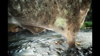 LongJawed Orb Weavers  Giant Spiderweb [upl. by Aggie]