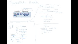 Genetik  Genregulierung Epigenetische Modelle Methylierung RNAInterferenz [upl. by Acemaj923]