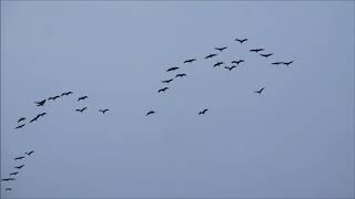 Nebraska Sandhill Cranes Sharp Tailed Grouse and Shortgrass Prairies [upl. by Aneekat630]