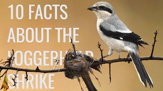 10 Facts About the quotButcher Birdquot Loggerhead Shrike [upl. by Floyd]