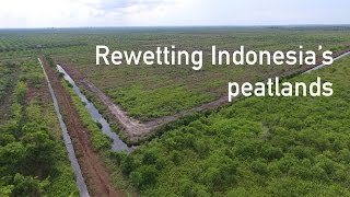 Rewetting Indonesia’s peatlands [upl. by Ariam]