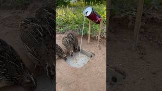 Easy Underground Quail Trap shorts [upl. by Loram550]