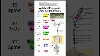 Vertebral levels and anatomic landmarks [upl. by Enaud58]