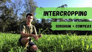 What is Intercropping  Sorghum and Cowpeas [upl. by Heida19]