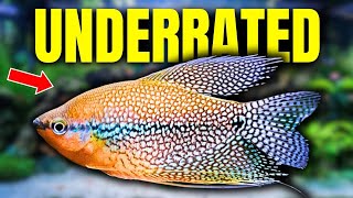 The 10 Most UNDERRATED Community Fish [upl. by Schwartz]