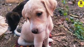 Dog babiesPuppy viral videosdoglover animals shortsviral pets babypuppies reels [upl. by Doersten]