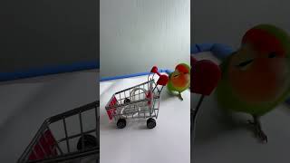 Bird Training  Smart lovebird Parrot  Smart Little Cute Parrot training smartparrot cute [upl. by Forlini670]