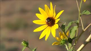 Bees and Slender Sunflower [upl. by Ablasor]