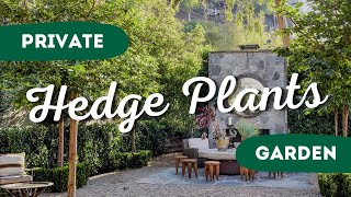 10 Best Hedge Plants for a Lush and Private Garden 🌲🌳 Secrets to a Beautiful Outdoor Space ✨ [upl. by Ahsatan91]