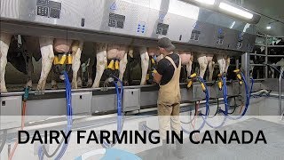 Milking Cows in Brand New Parlour [upl. by Notnek]