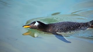 First Group Of Gentoo Penguins Go Swimming  TheDeepHull [upl. by Yhcir]