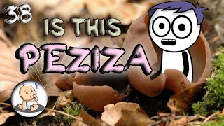 PEZIZA  PEZIZA LIFE CYCLE Bsc Botany in hindi [upl. by Maloney666]