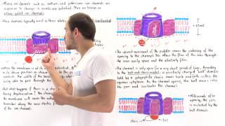 VoltageGated Ion Channels [upl. by Ettie]