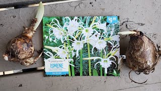 How to grow Ismene Festalis Bulbs🌱 [upl. by Epps]