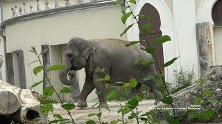 Elefantenhaus  Tierpark Hellabrunn  München [upl. by Nadab]